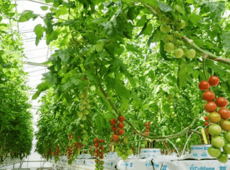tomato plantation