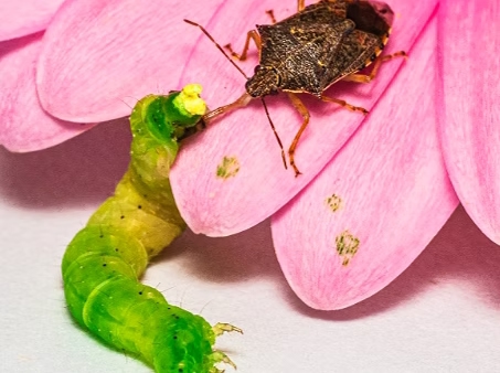 insect monitoring door PATS in samenwerking met Do IoT Fieldlab