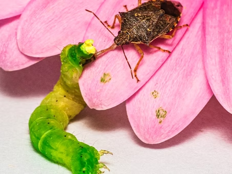 insect monitoring door PATS in samenwerking met Do IoT Fieldlab