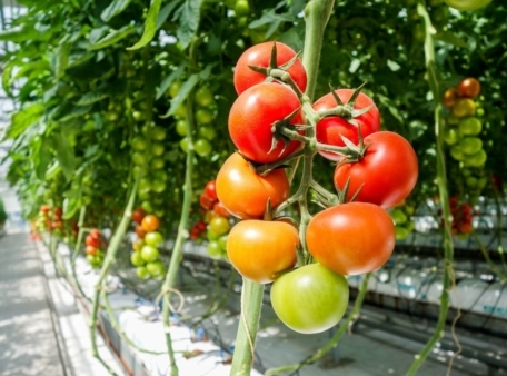 Smart robots in the greenhouse