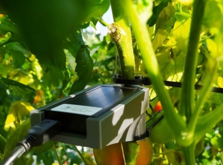 Listening to plants in the greenhouse