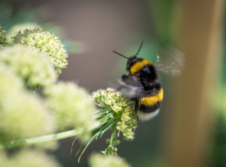 5G’s impact on bumblebees