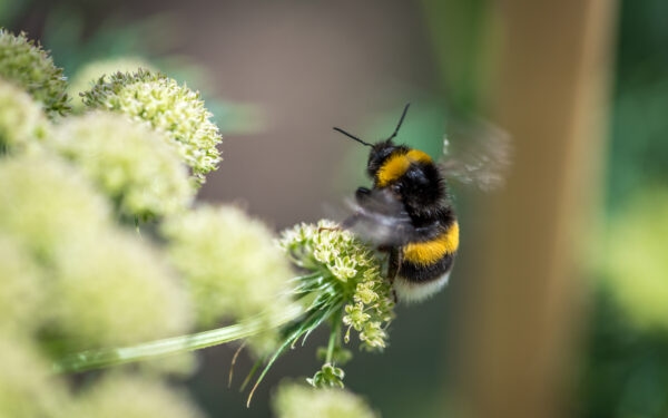 5G’s impact on bumblebees