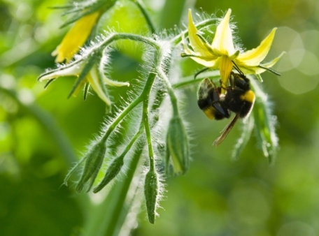 5G’s impact on greenhouse ecosystem