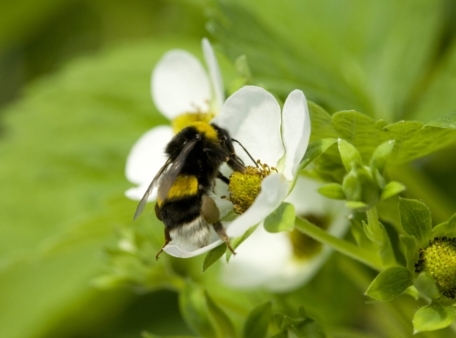 Measuring bumblebee activity